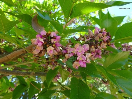 Pongamia